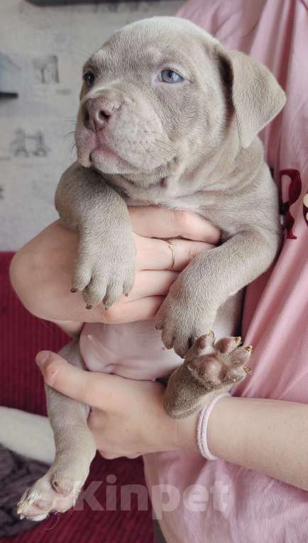 Собаки в Прокопьевске: Американский булли Девочка, 70 000 руб. - фото 2