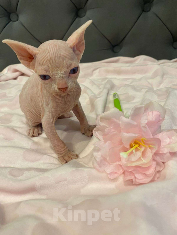 Кошки в Москве: Совершенно мистический и трогательный Мальчик, 55 000 руб. - фото 6