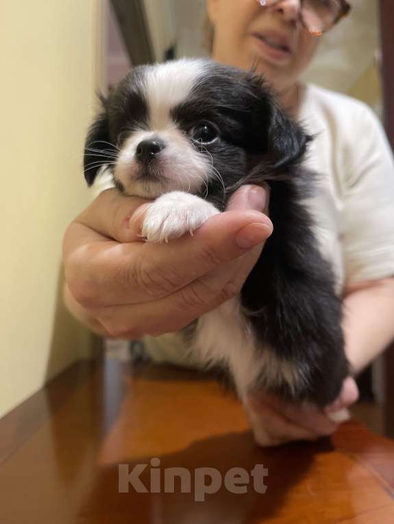 Собаки в других городах Московской области: Чихуахуа клубная девочка Девочка, 75 000 руб. - фото 1