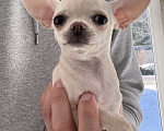 Собаки в Всеволожске: Короткошерстный щенок Девочка, 35 000 руб. - фото 4