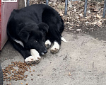 Собаки в Краснодаре: Собачка ласковая Девочка, Бесплатно - фото 3