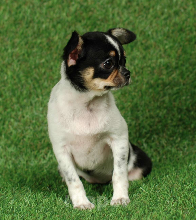 Собаки в Москве: Веселая девчуля Девочка, 17 000 руб. - фото 1