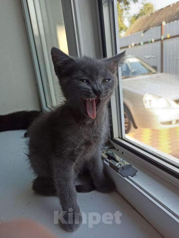 Кошки в Пятигорске: Котята в добрые руки Мальчик, Бесплатно - фото 8