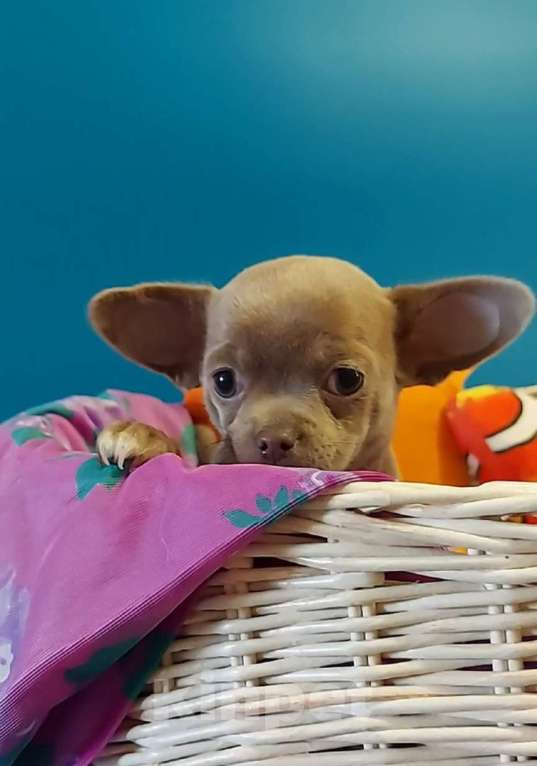 Собаки в Новосибирске: Девочка Чихуахуа Девочка, Бесплатно - фото 3