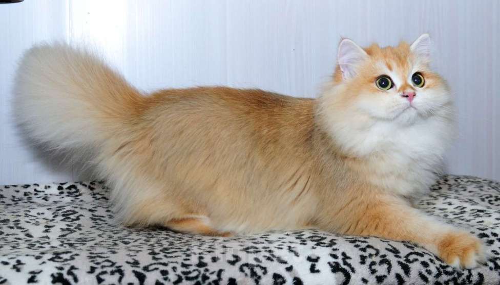 Кошки в Рыбинске: Барси Мальчик, 25 000 руб. - фото 3