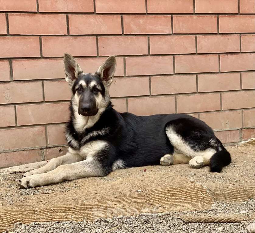 Собаки в других городах Краснодарского края: Щенки Восточноевропейской овчарки Девочка, 60 000 руб. - фото 2