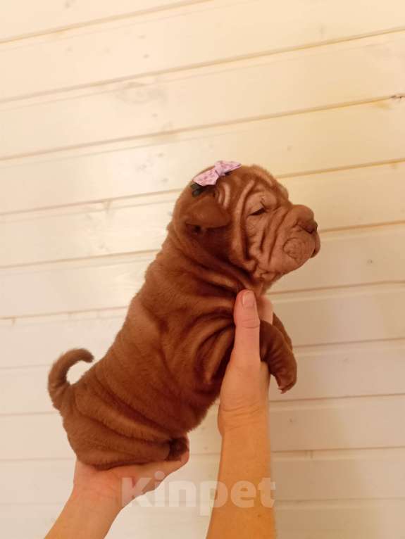 Собаки в Волгограде: Шарпей девочка 1 Девочка, 9 000 руб. - фото 2