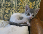Кошки в Можайске: Котята в добрые руки бесплатно Мальчик, 1 руб. - фото 2