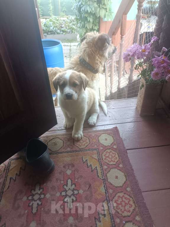 Собаки в других городах Ленинградской области: Маленький пёс Мальчик, Бесплатно - фото 3