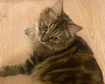 Кошки в Видном: Курильский бобтейл Девочка, Бесплатно - фото 7