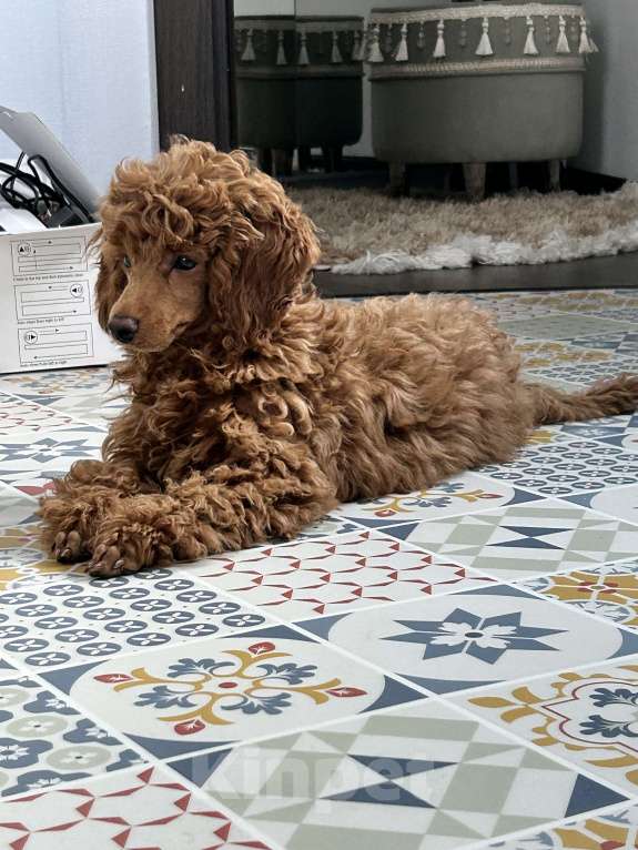 Собаки в Санкт-Петербурге: Щенок миниатюрного пуделя кобель  ищет добрых и любимых хозяев Мальчик, 100 000 руб. - фото 5