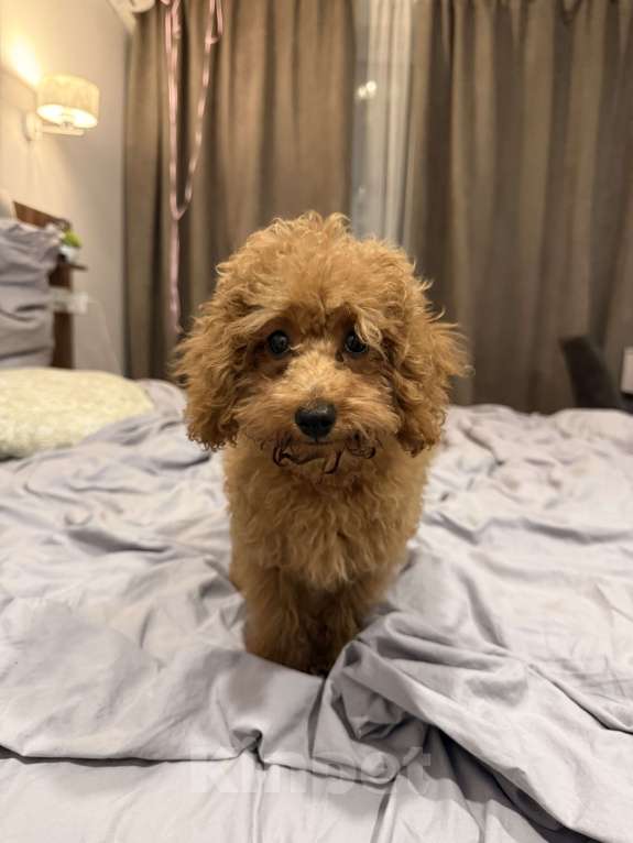 Собаки в Москве: Той-пудель щенок Мальчик, 50 000 руб. - фото 3