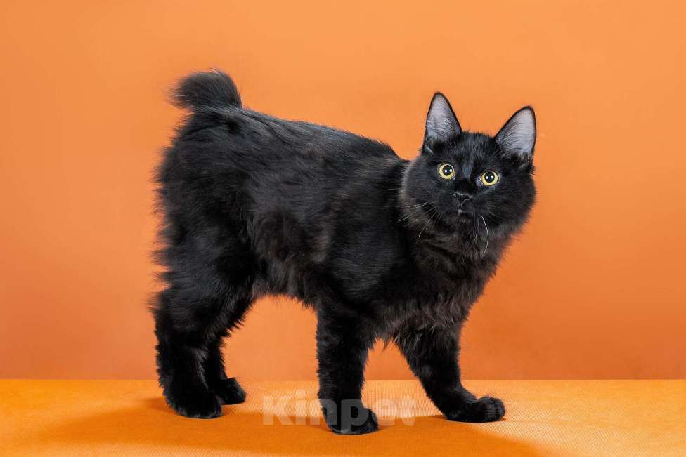 Кошки в Омске: кошечка курильского бобтейла Девочка, 30 000 руб. - фото 3