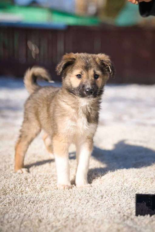 Собаки в Красногорске: Паго Мальчик, Бесплатно - фото 6