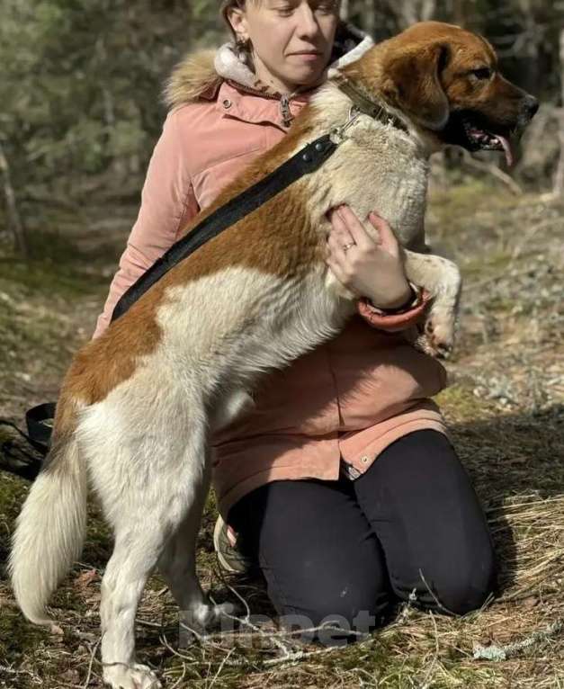Собаки в Москве: Милый пес в добрые руки Мальчик, Бесплатно - фото 3