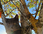 Кошки в других городах Ленинградской области: Челси лиловый котенок Девочка, 125 000 руб. - фото 7