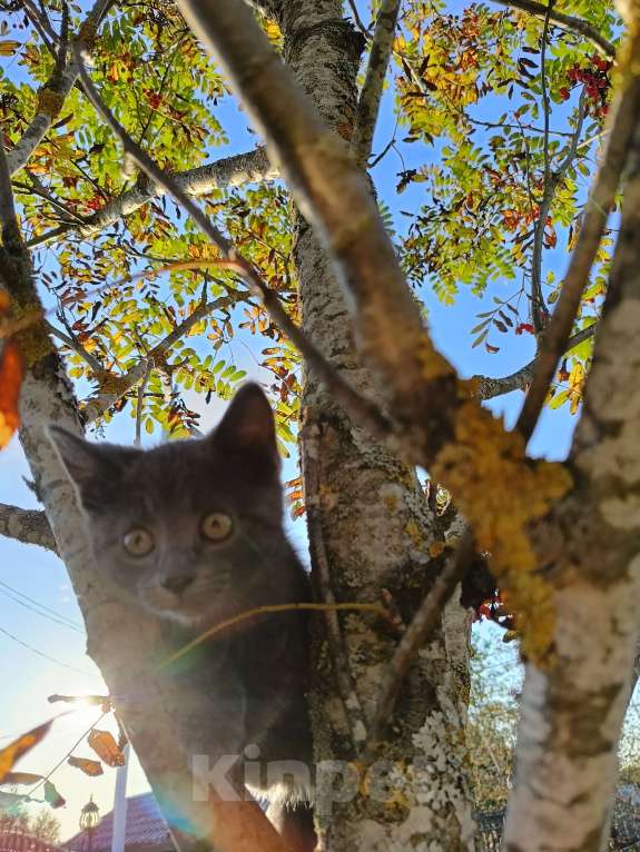 Кошки в других городах Ленинградской области: Потомок змеелова котенок Девочка, Бесплатно - фото 7