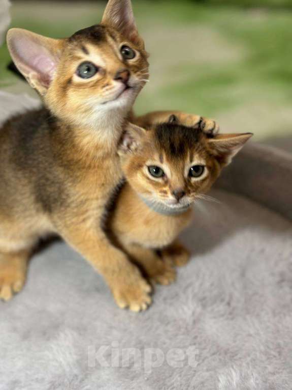 Кошки в Москве: Джина Девочка, 50 000 руб. - фото 6