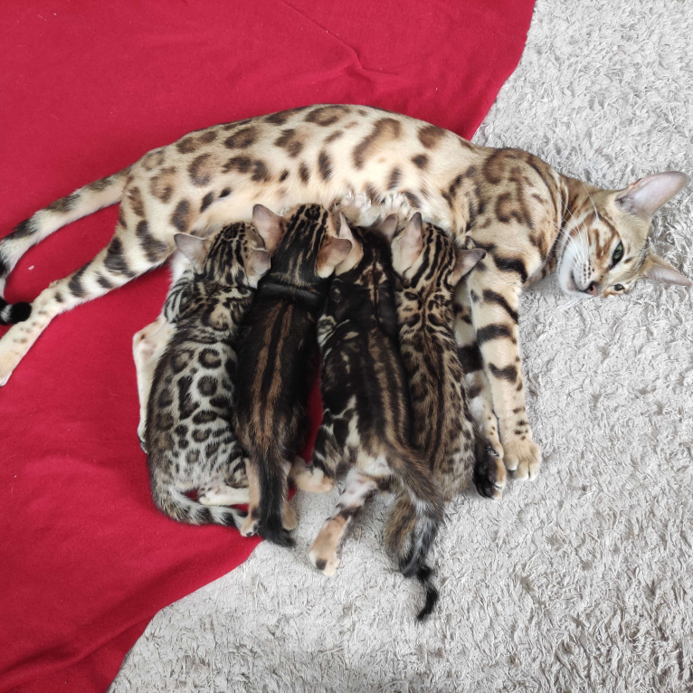 Кошки в Ростове-на-Дону: Бенгальские котята Девочка, 17 000 руб. - фото 4