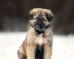 Собаки в Москве: Домашний щенок в добрые руки Мальчик, Бесплатно - фото 3