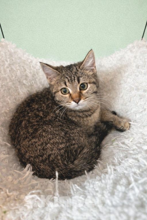 Кошки в Москве: Малыши ищут мам-пап Разнополые, Бесплатно - фото 2