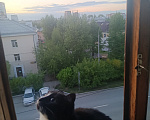 Кошки в Екатеринбурге: отдам кота!!! Мальчик, Бесплатно - фото 1