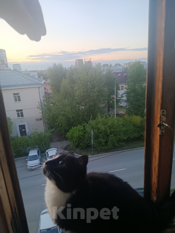 Кошки в Екатеринбурге: отдам кота!!! Мальчик, Бесплатно - фото 1