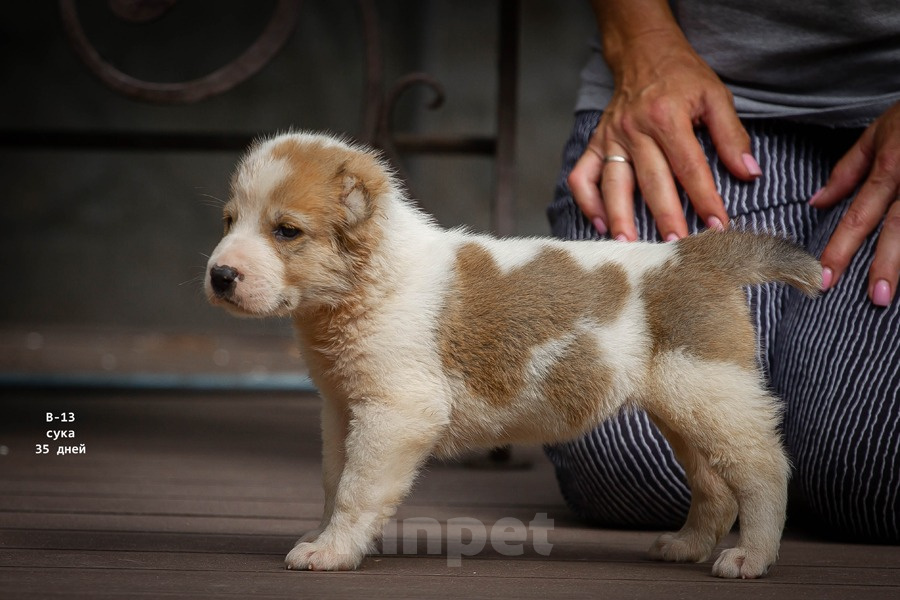 Собаки в Кстово: Продаются Среднеазиатская овчарка (алабай) Девочка, 30 000 руб. - фото 1