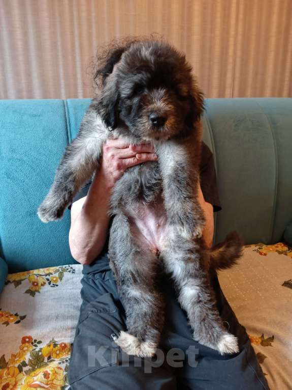 Собаки в других городах Московской области: щенки южнорусской овчарки Мальчик, 50 000 руб. - фото 5