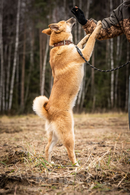 Собаки в Клине: Хеди — настоящая искорка счастья Девочка, Бесплатно - фото 4