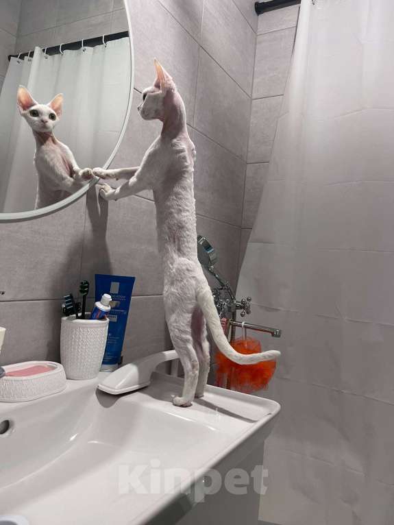 Кошки в Казани: Девон-рекс кошка Девочка, 50 000 руб. - фото 7