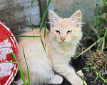Кошки в Ульяновске: Очаровательные котята, мальчик и девочка ищут дом Мальчик, 10 руб. - фото 4