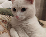 Кошки в Александровске-Сахалинском: Красивейший белый кот в добрые руки , Бесплатно - фото 2