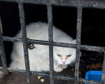 Кошки в Ульяновске: Спасите белую кошечку с улицы Девочка, Бесплатно - фото 1
