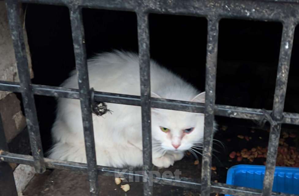 Кошки в Ульяновске: Спасите белую кошечку с улицы Девочка, Бесплатно - фото 1