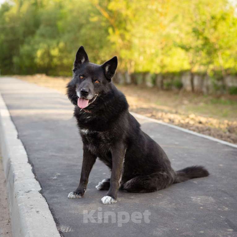 Собаки в Москве: Очень умный пёс-компаньон Мальчик, Бесплатно - фото 5