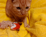 Кошки в Москве: Котёнок девочка Девочка, Бесплатно - фото 2