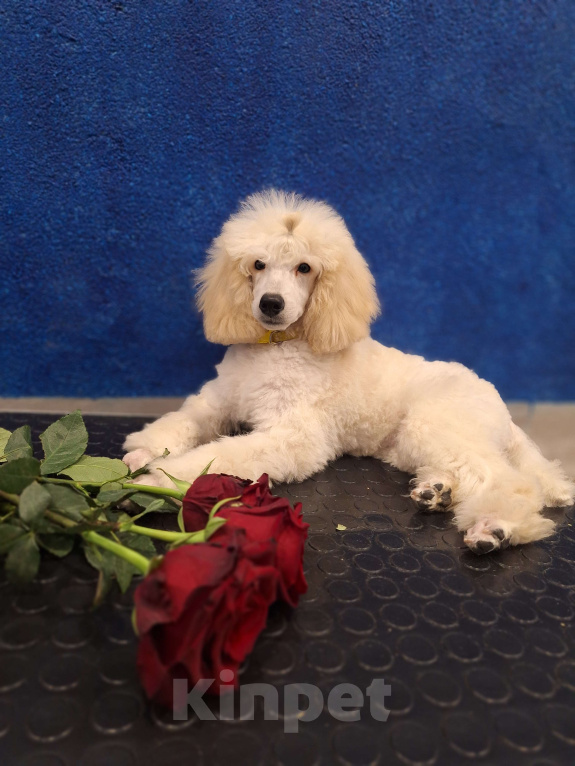 Собаки в Санкт-Петербурге: Девочка среднего пуделя,белого окраса Девочка, 100 000 руб. - фото 2