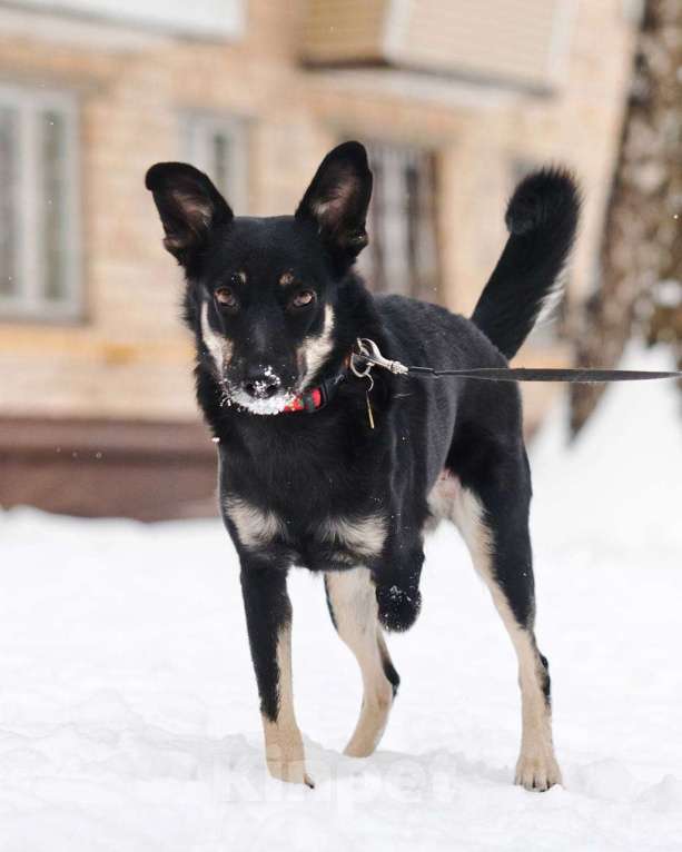 Собаки в Москве: Я Стеша :) Ищу тебя! Девочка, Бесплатно - фото 4