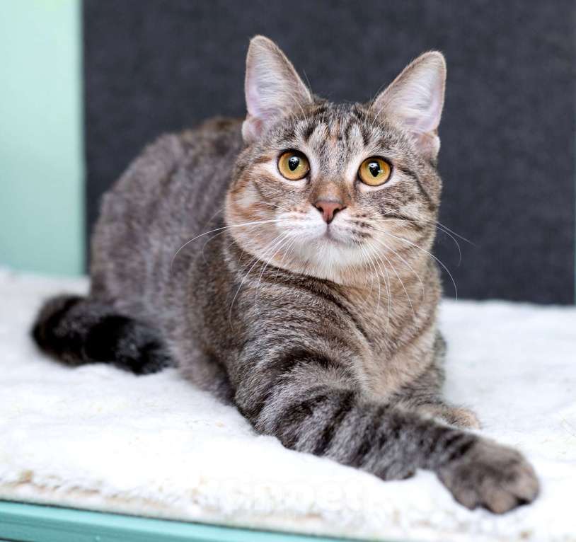 Кошки в Москве: Серая полосатая ласковая котёнок Тея в дар Девочка, 1 руб. - фото 4