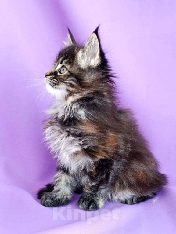 Кошки в Москве: Хлоя Девочка, 75 000 руб. - фото 3