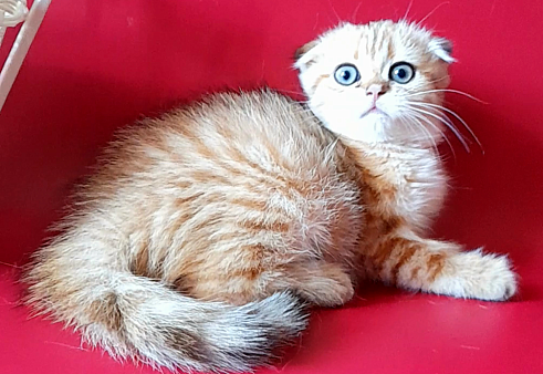 Шотландский котенок