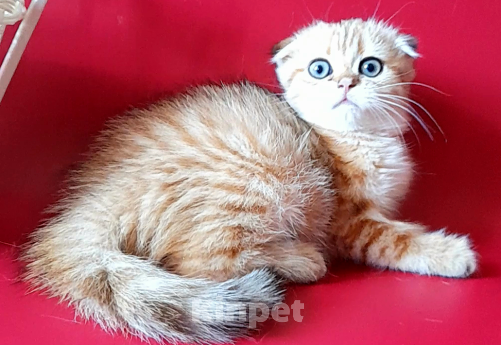 Кошки в Курске: Шотландский котенок Девочка, 15 000 руб. - фото 1