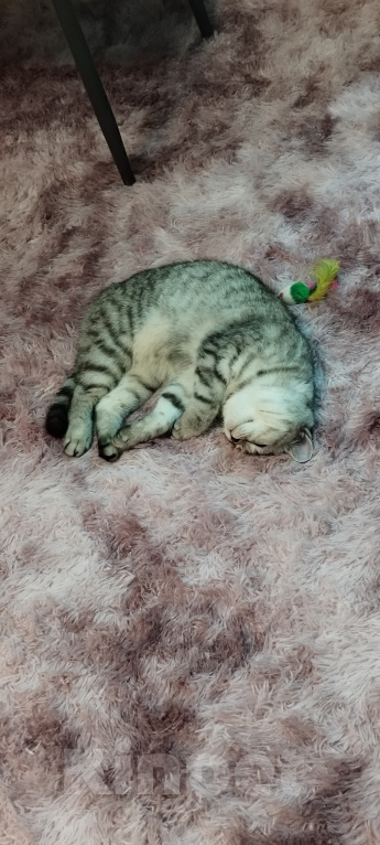 Кошки в Москве: кошка Девочка, Бесплатно - фото 3