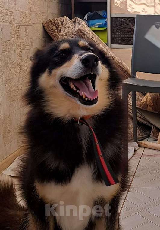 Собаки в Краснодаре: Очень добрый пёс ищет дом. Мальчик, 100 руб. - фото 1