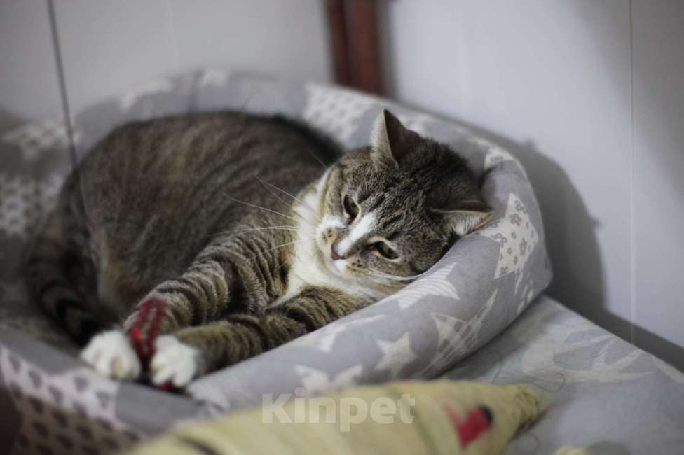 Кошки в Санкт-Петербурге: Нежная Юки Девочка, Бесплатно - фото 3