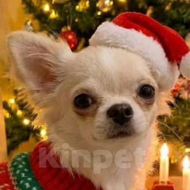 Собаки в Москве: Чихуахуа мальчик  Мальчик, 25 000 руб. - фото 1