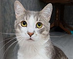 Кошки в Уфе: Очаровательный Филя Мальчик, 500 руб. - фото 2