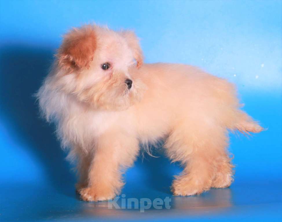 Собаки в Москве: мальтипу мини девочки бэби фейс Девочка, 130 000 руб. - фото 9