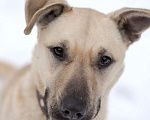 Собаки в Электростали: Джесси - очаровательная егоза в дар Девочка, Бесплатно - фото 2